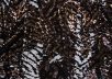 Пайетки на сетке коричнево-черного цвета LN2-103200-249-540