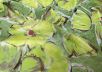 Шелк ETRO с акварельным цветочным принтом в зелено-желтой гамме рис-4