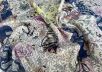 Жаккард ETRO средней плотности в серо-сине-бежевых тонах "русалочка" рис-3