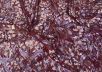 Гипюр бордового цвета с цветочным принтом рис-3